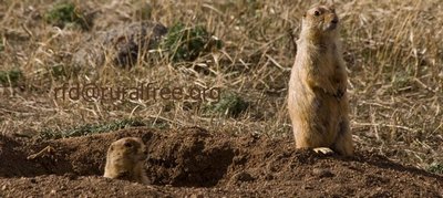 Picture of

          Prairie Dogs with email address